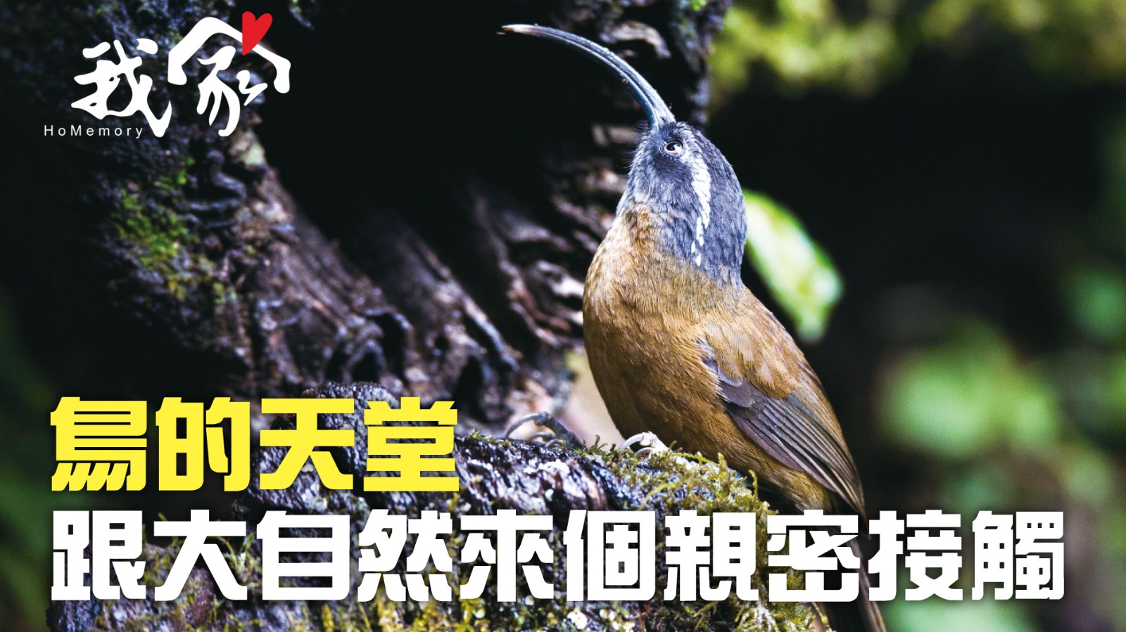鳥的天堂 跟大自然來個親密接觸
